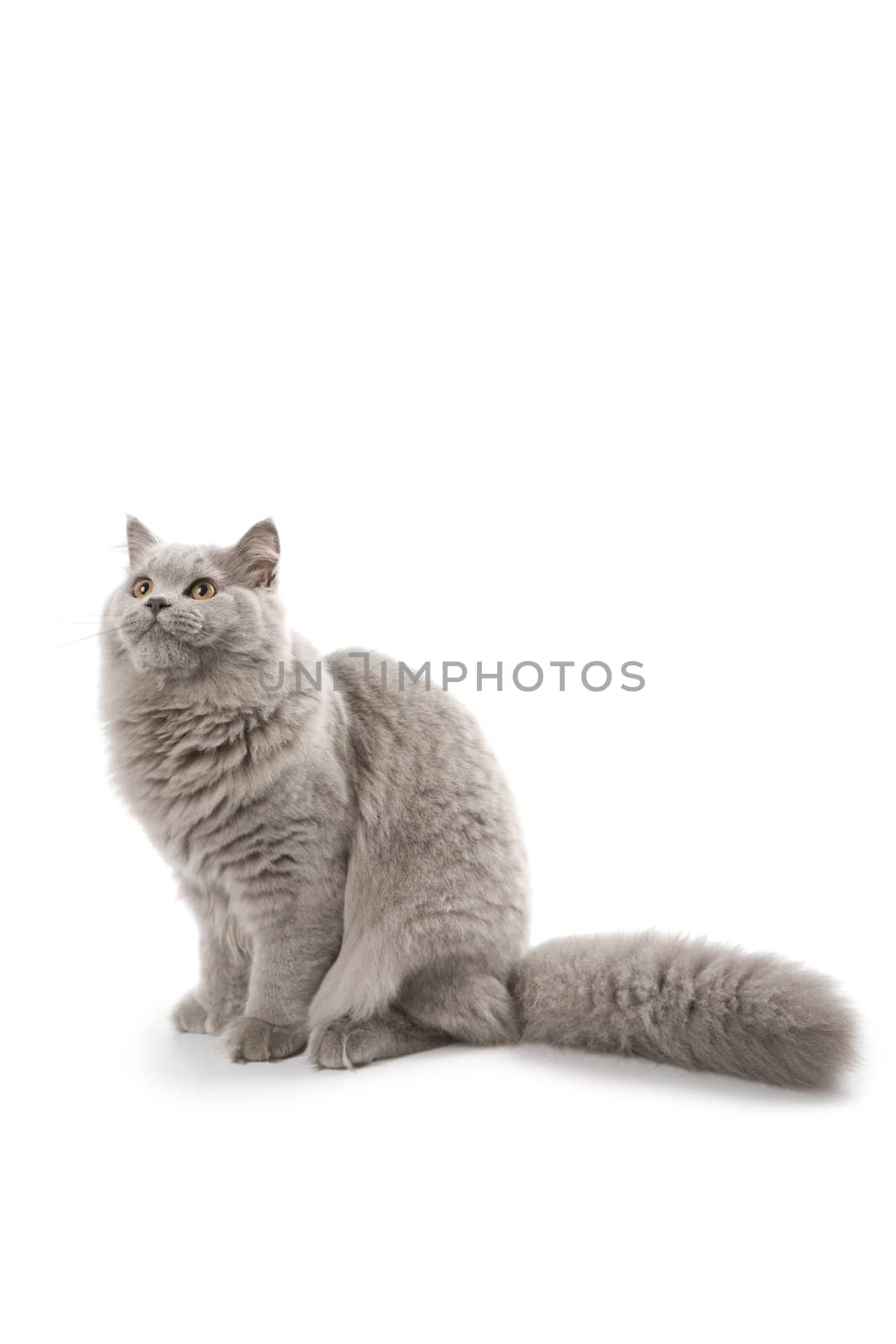 cute british kitten looking up isolated