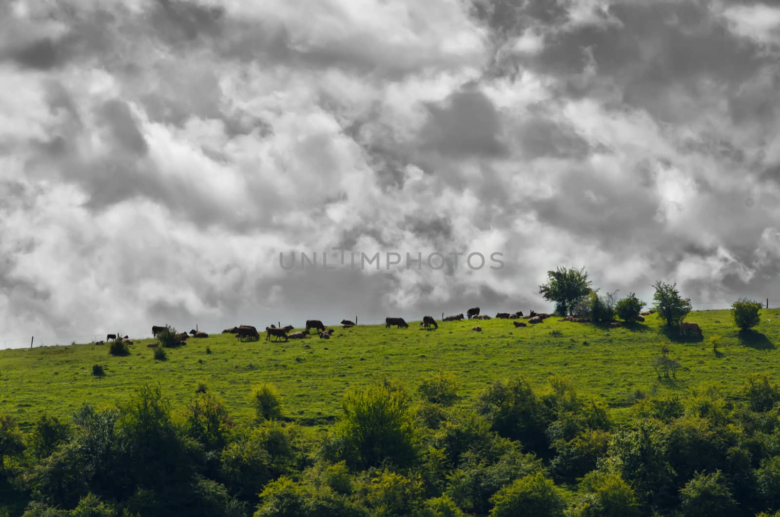 green landscape and black clouds by njaj
