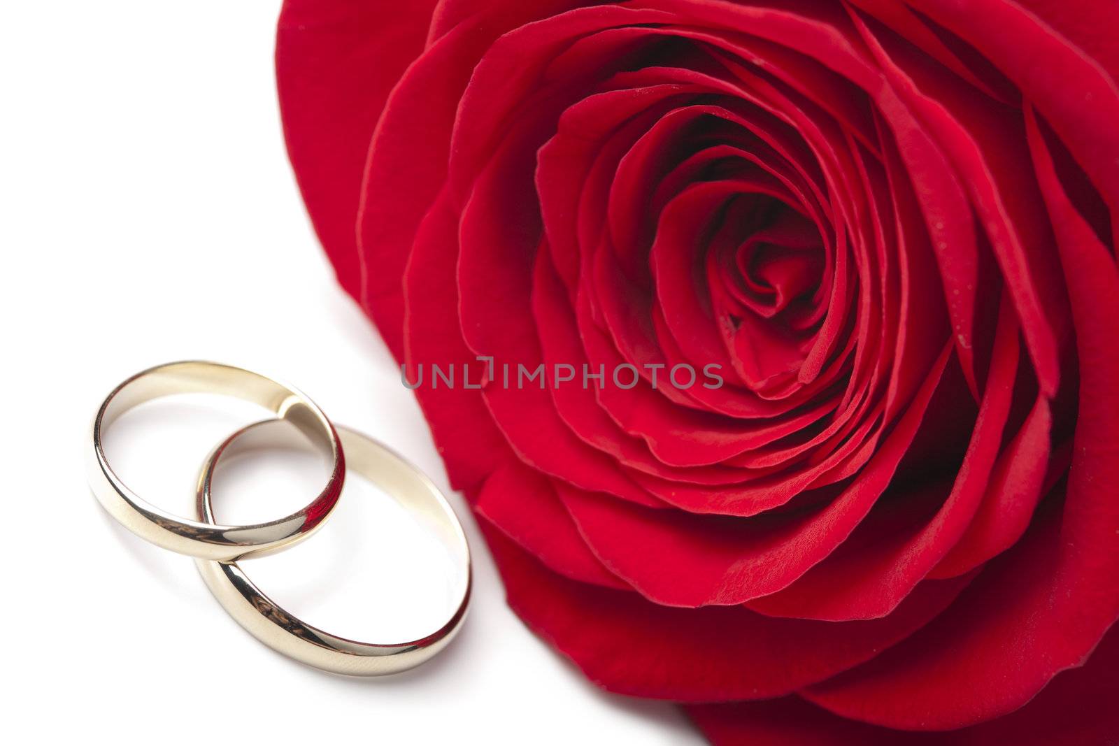 Golden wedding rings and red rose isolated