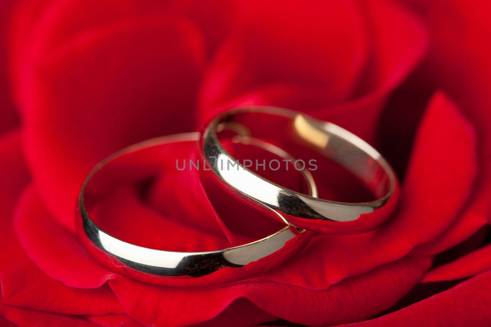 Golden wedding rings over red rose