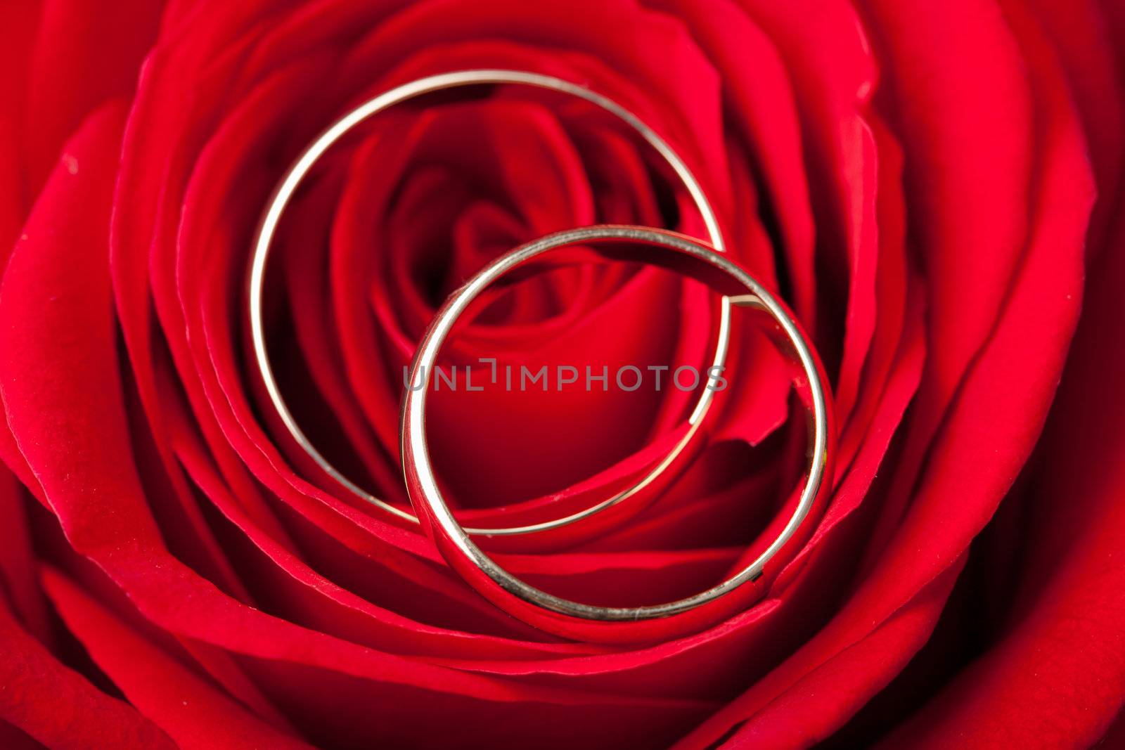 Gold wedding rings over red rose