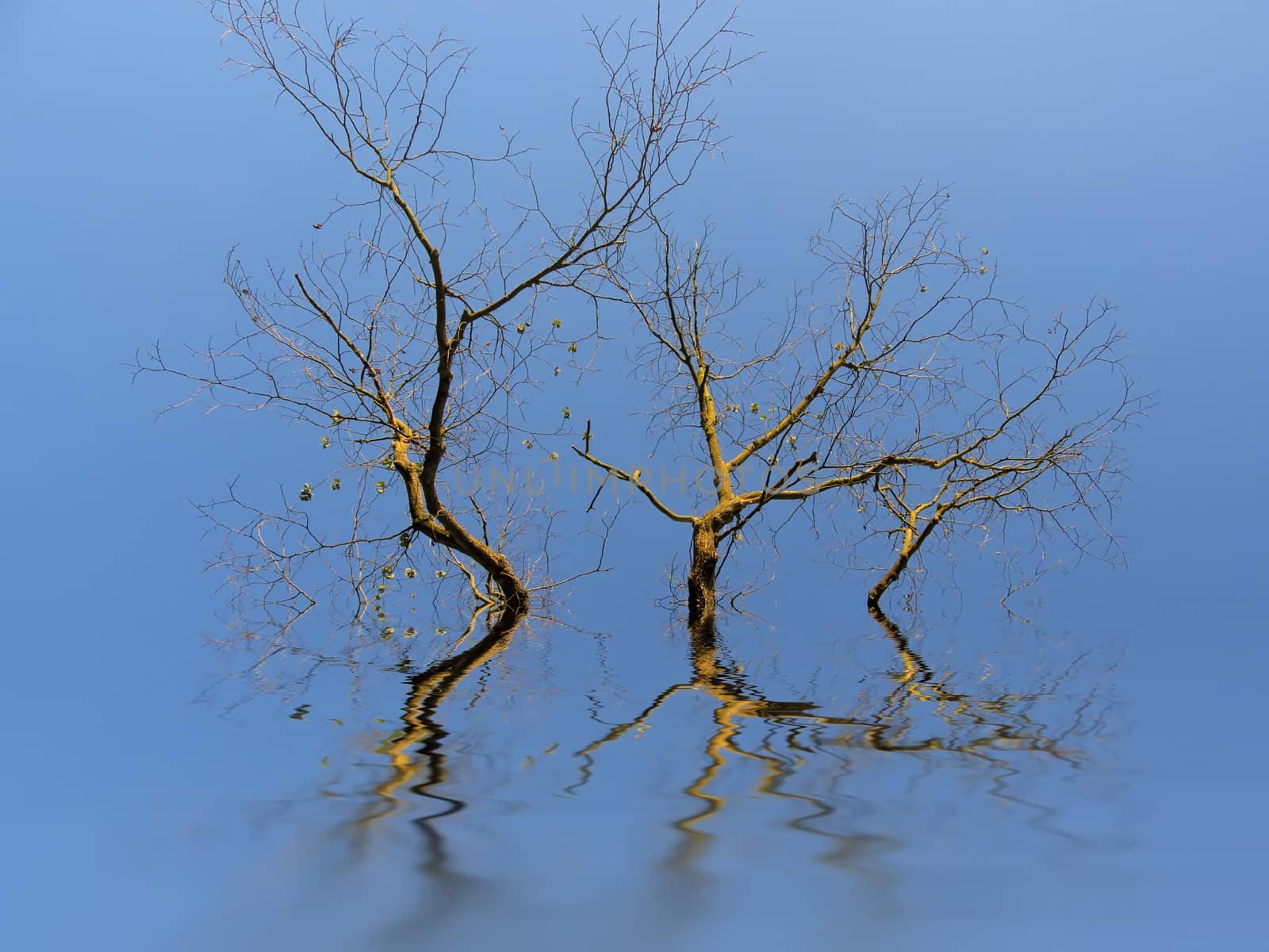 trees and flooding