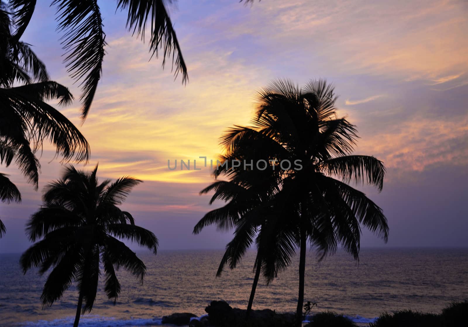 The silhouettes of palm trees on a beautiful evening in Sri Lanka