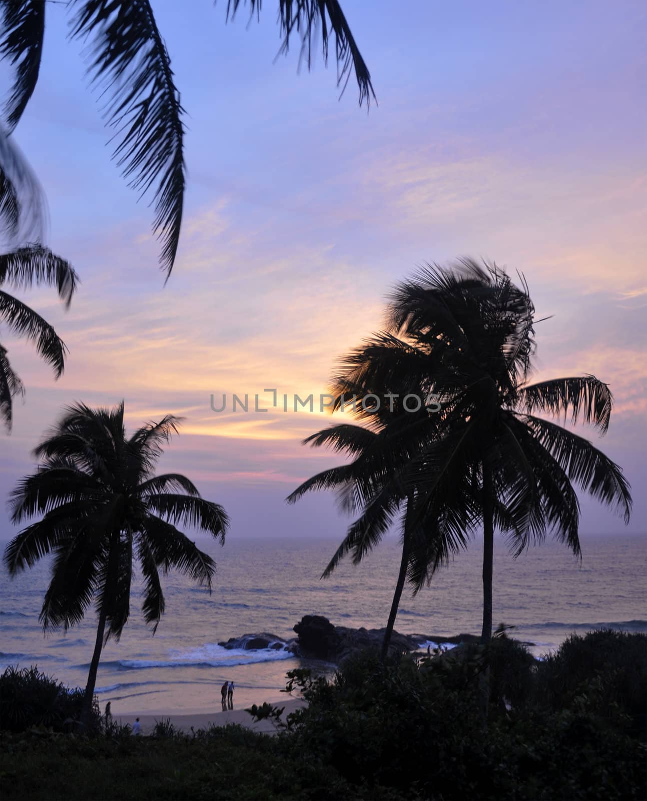 Palm trees at the beach at a beautiful sunset in Sri Lanka