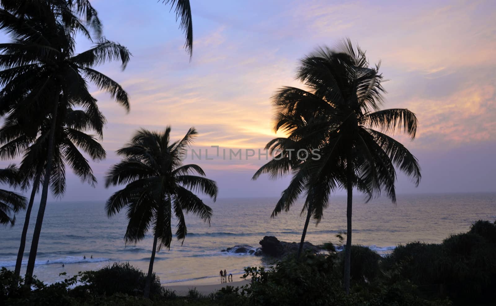 Palm trees at the beach at a beautiful sunset in Sri Lanka