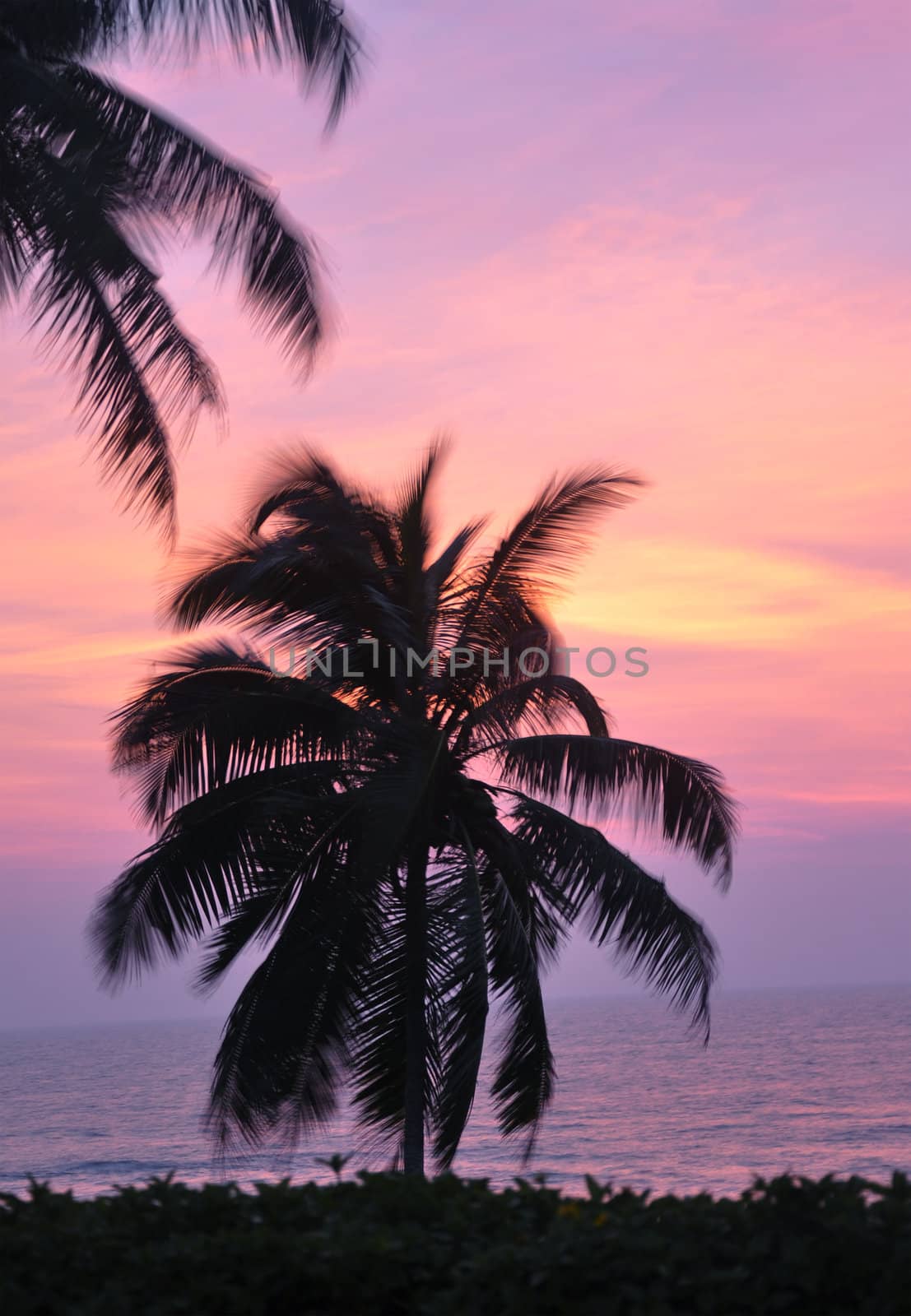 The silhouette of a palm tree on a windy evening in Sri Lanka