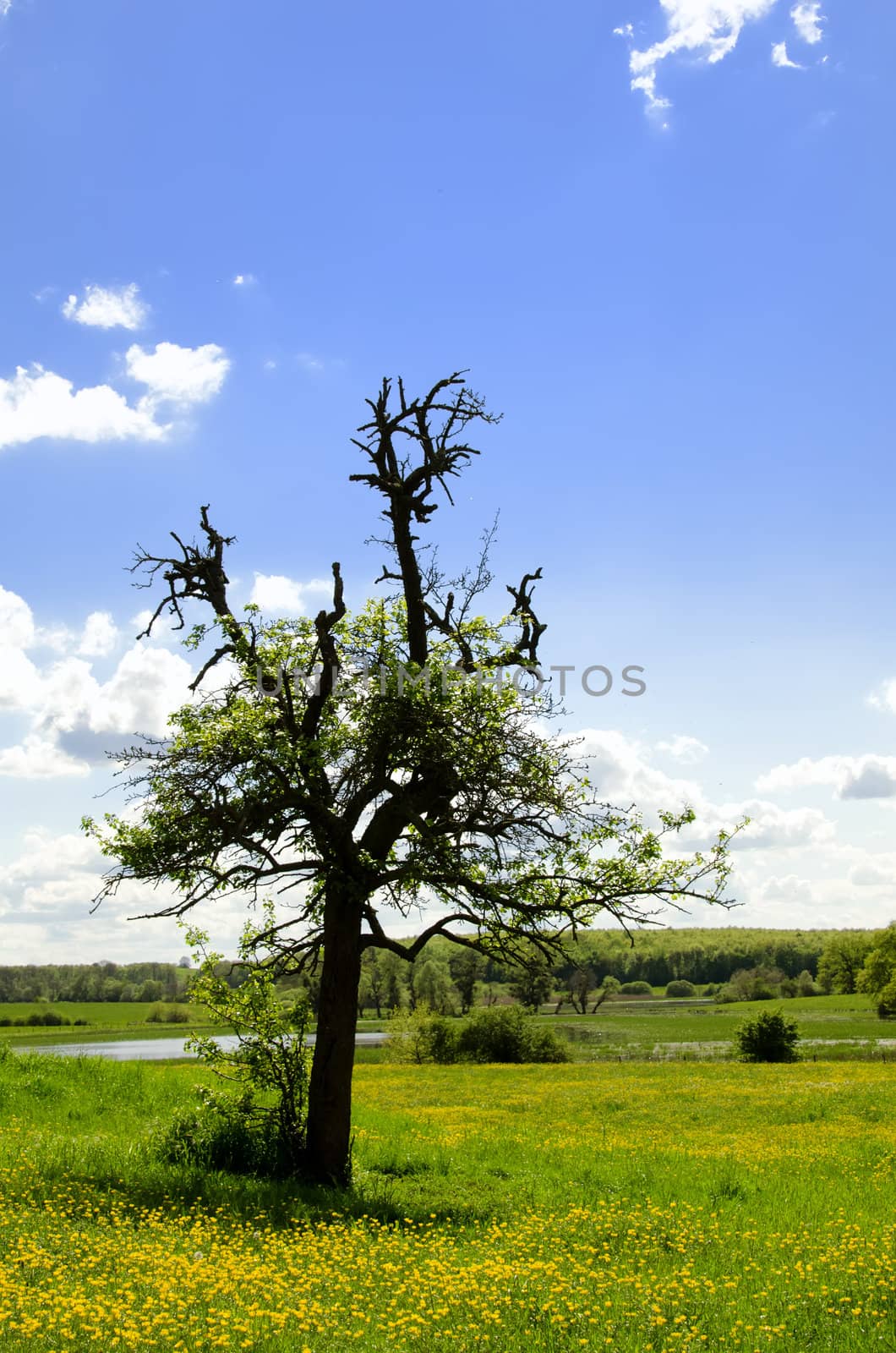 Tree on the Prairie by njaj