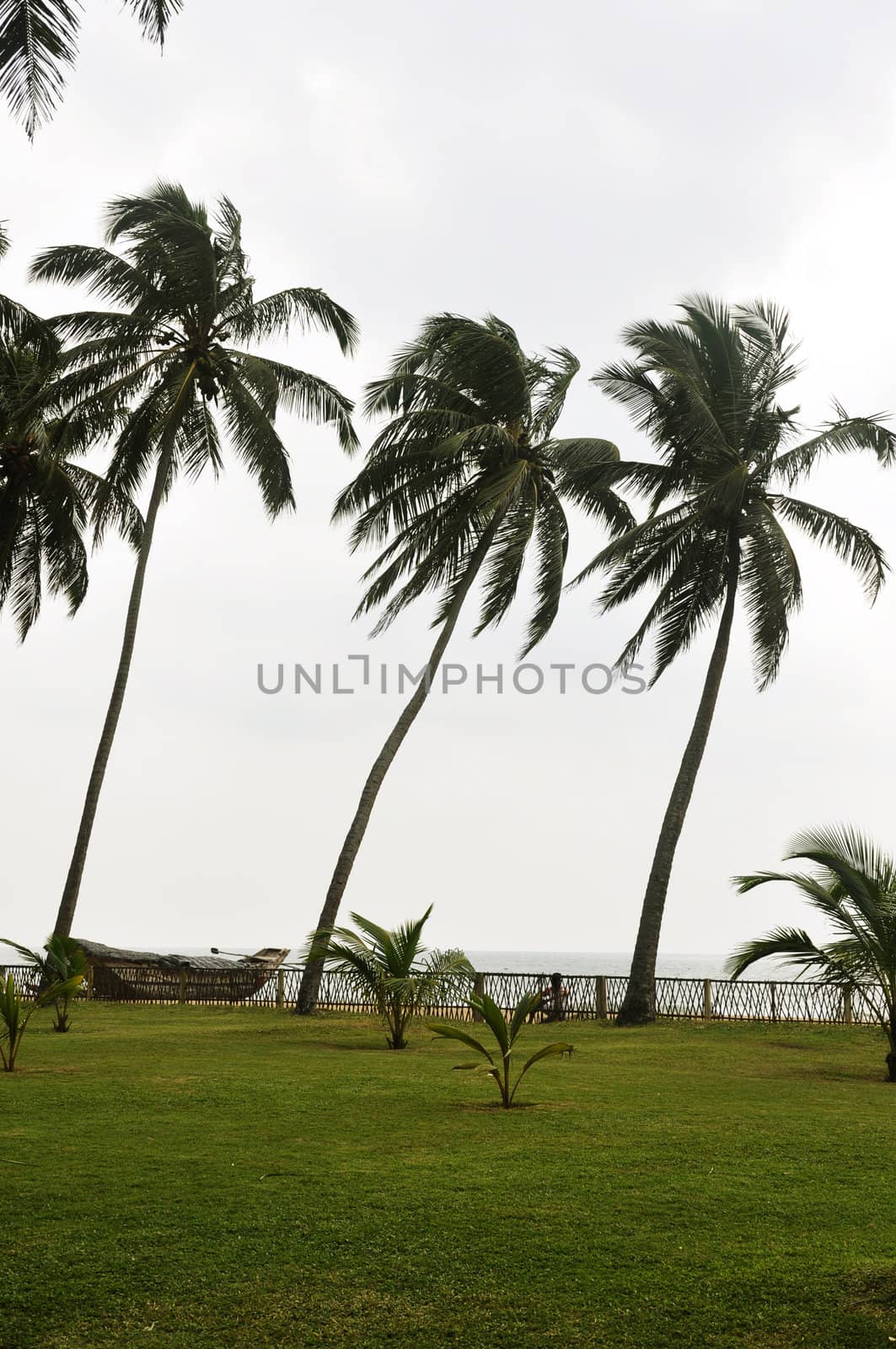 Palm trees in a lawn by the beach by kdreams02