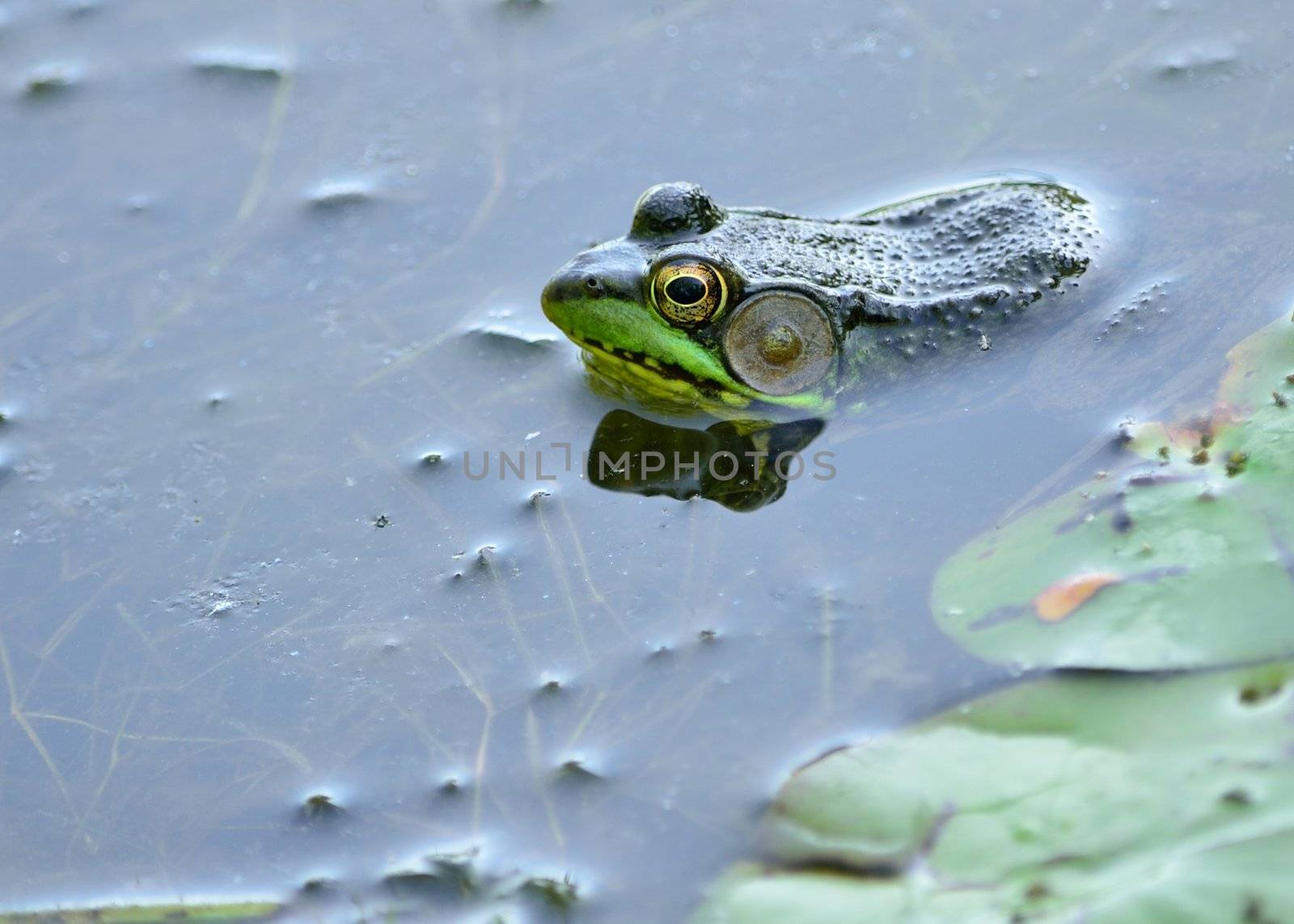 Bullfrog floating in a swamp waiting for prey.