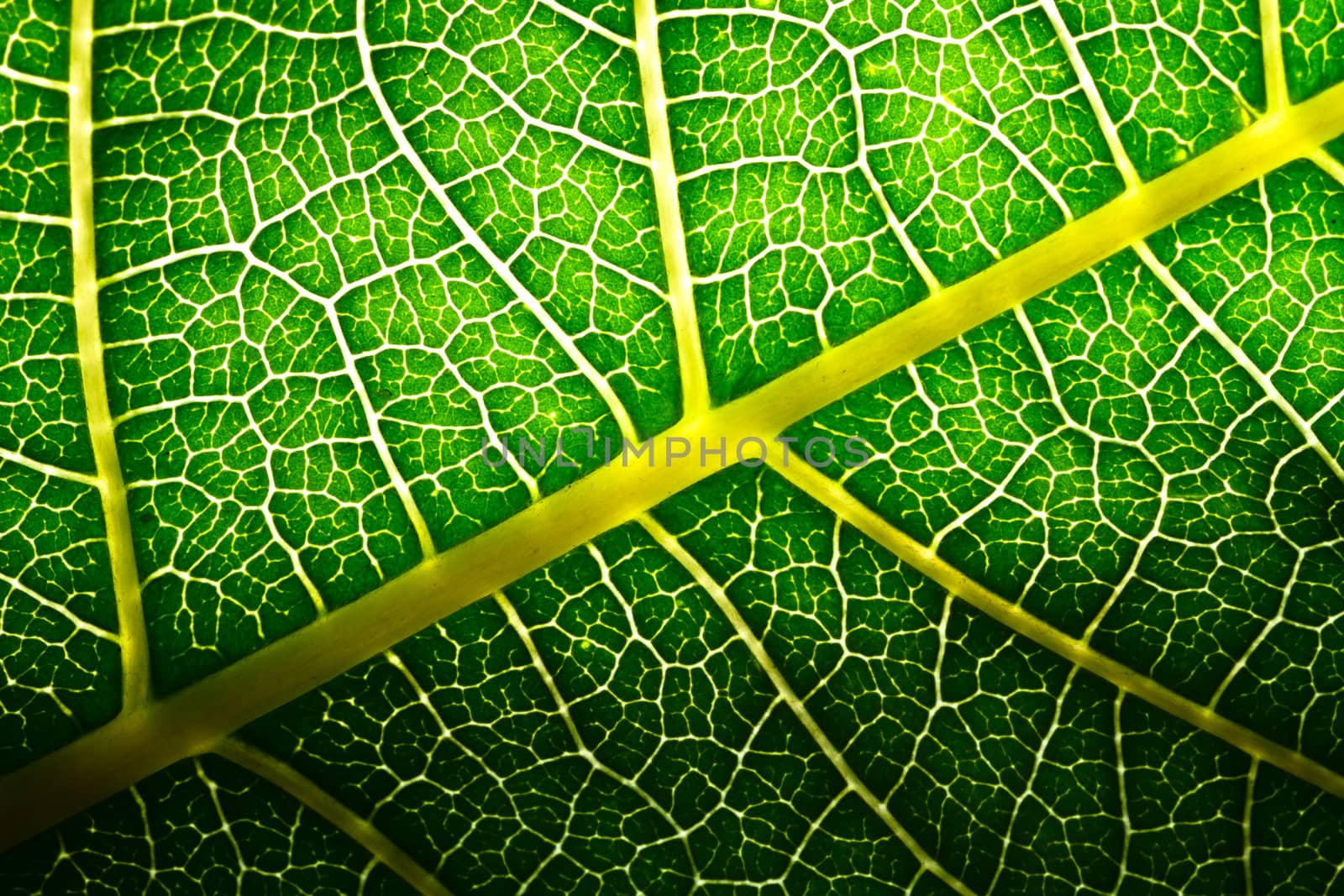 A macro of a leaf texture to back lighting