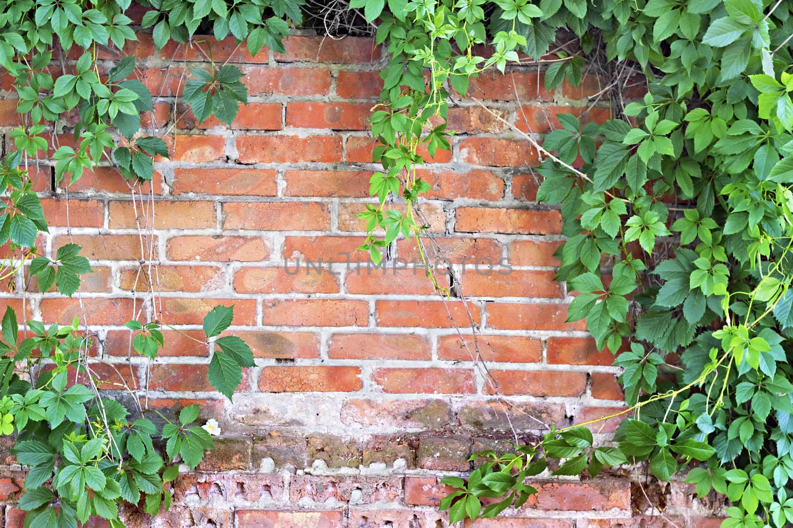 brick wall overgrown with ivy in the background