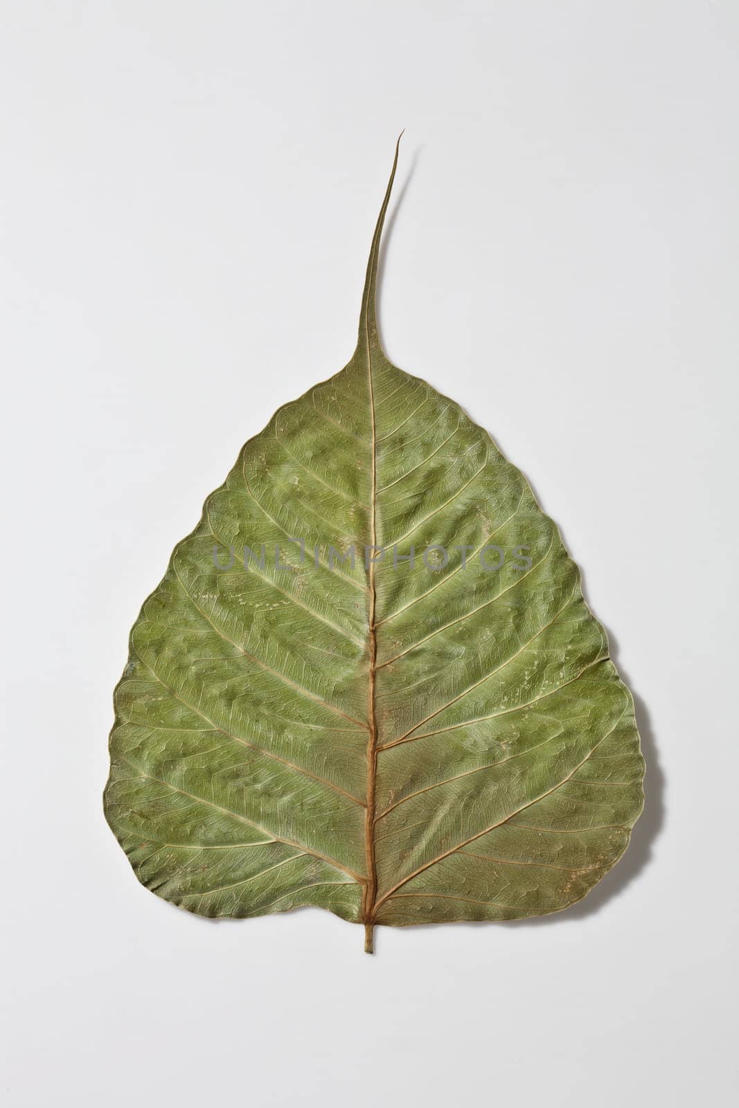 dry bo leaf