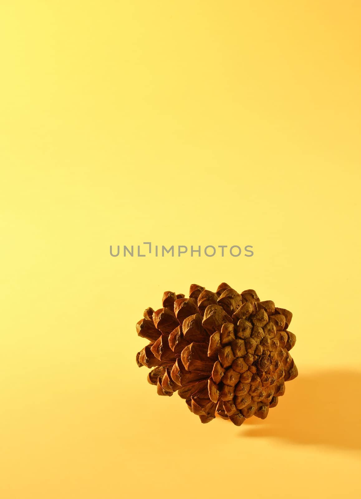 pinecone in background