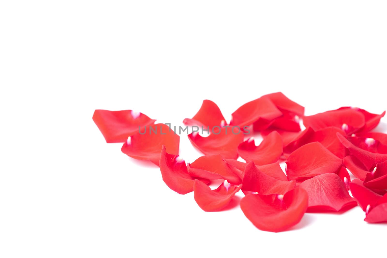 red rose petals isolated
