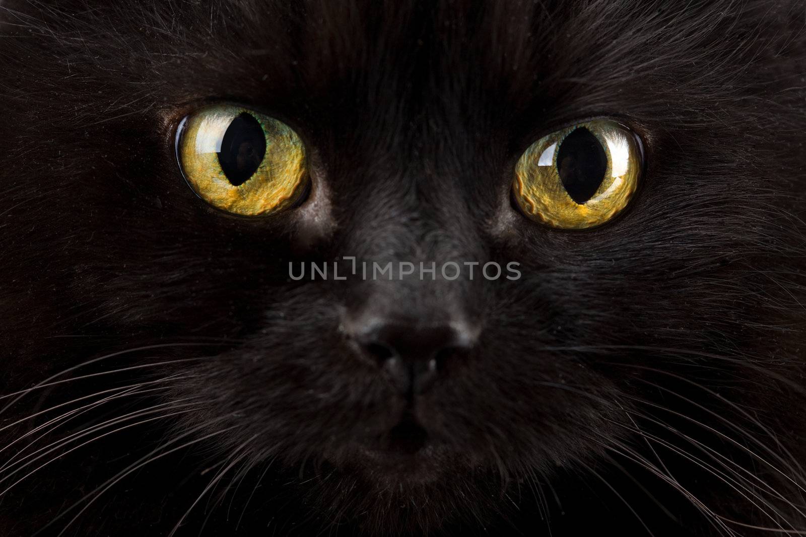 eyes of black cat