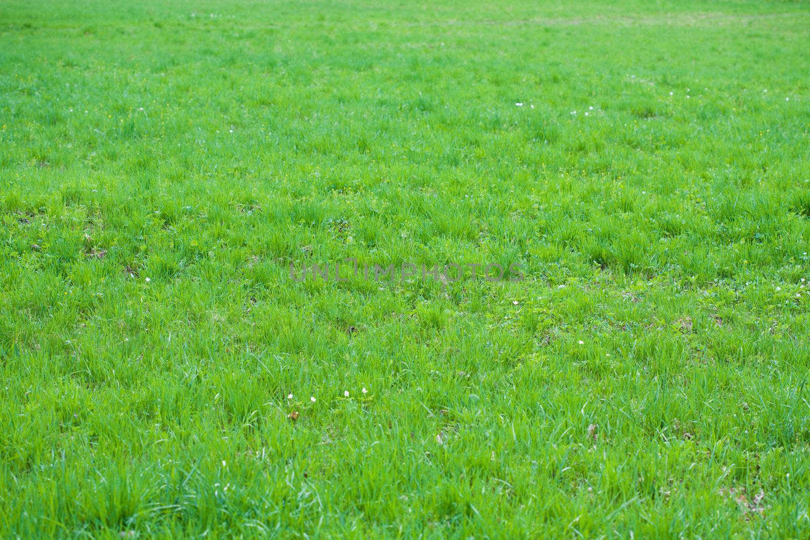  green grass background
