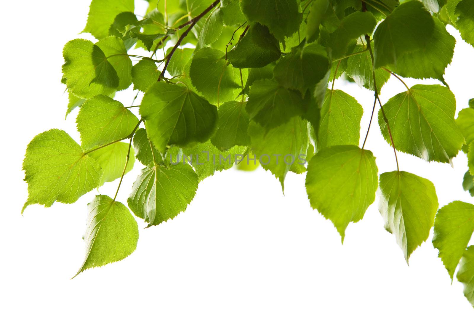birch leaves isolated
