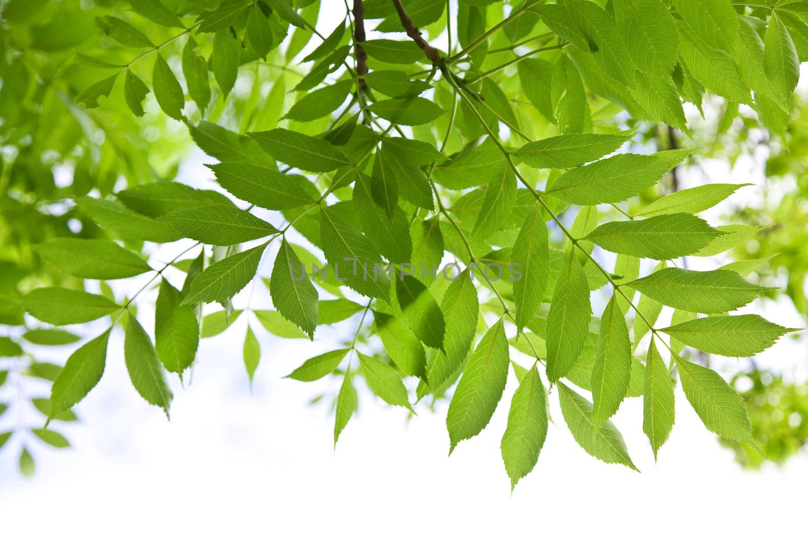 green leaves

