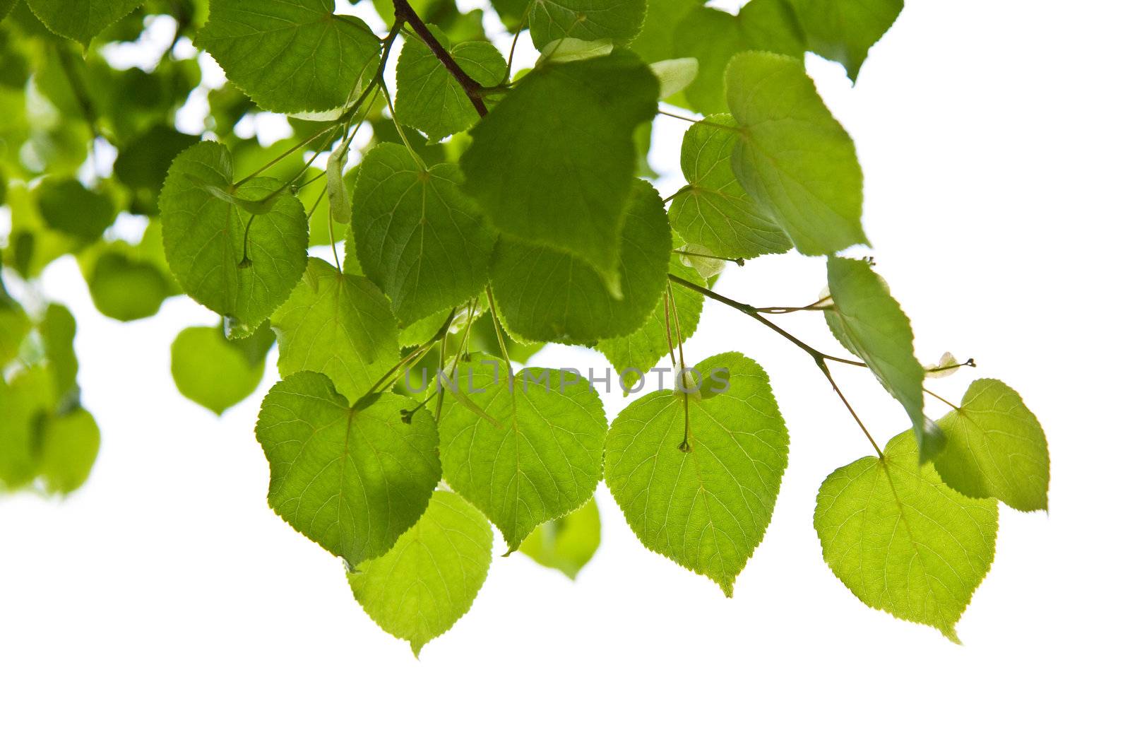 birch leaves isolated