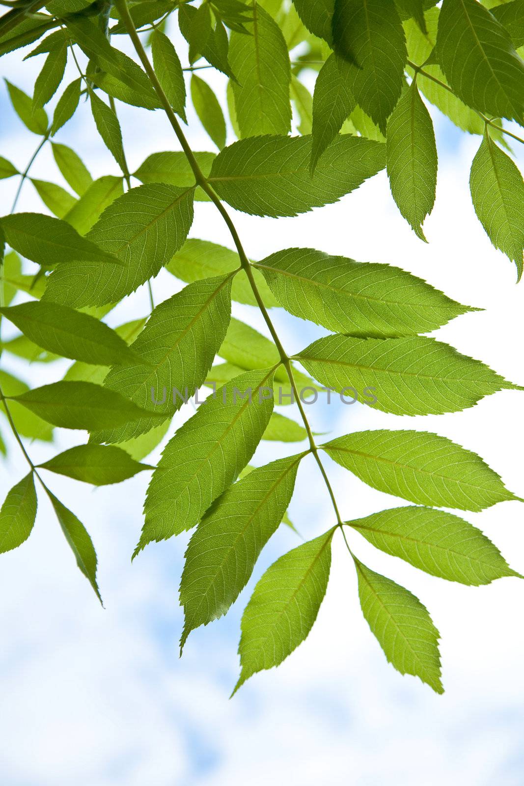 green leaves 