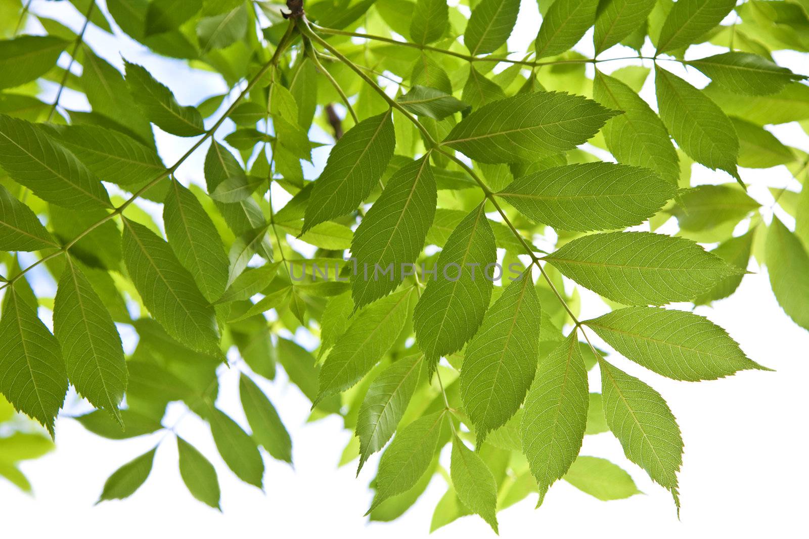 leaves isolated

