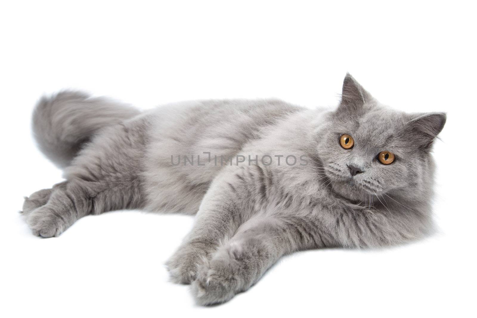 lying cute british cat isolated
