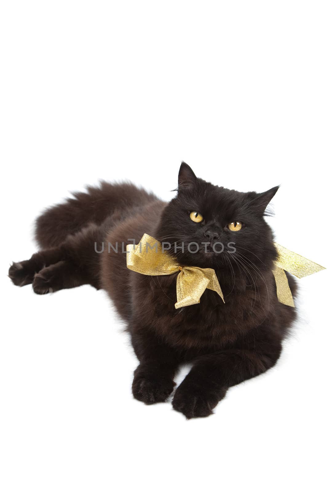 black cat wearing golden bow isolated
