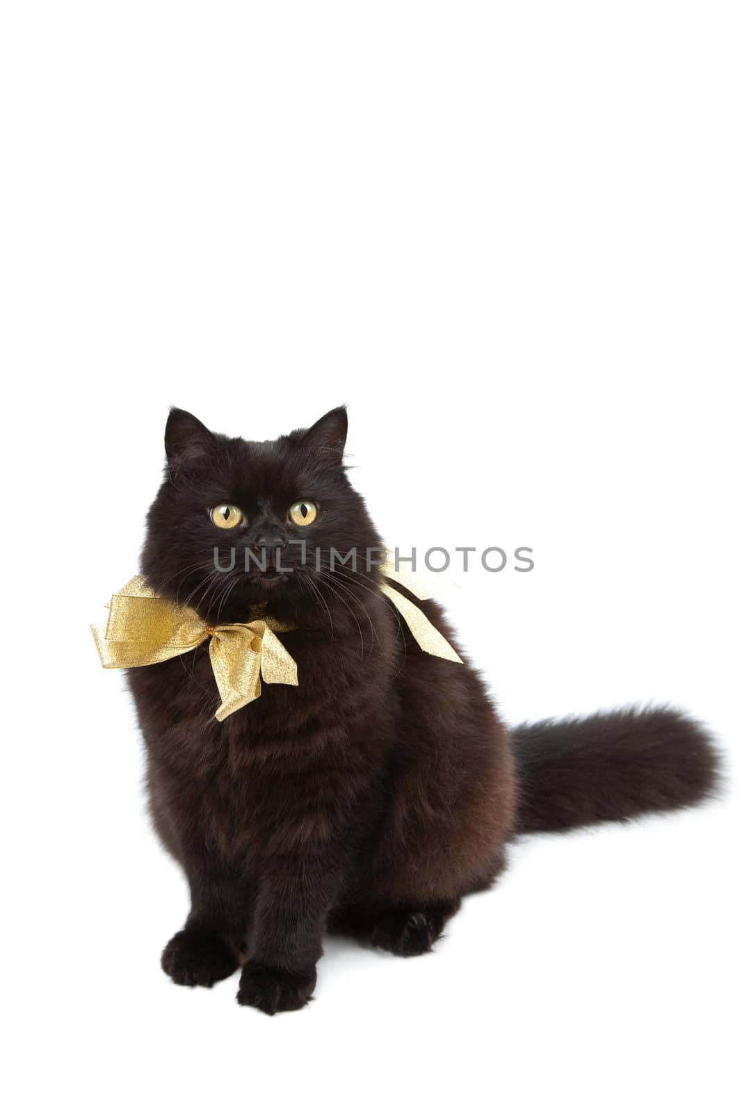black cat wearing golden bow isolated
