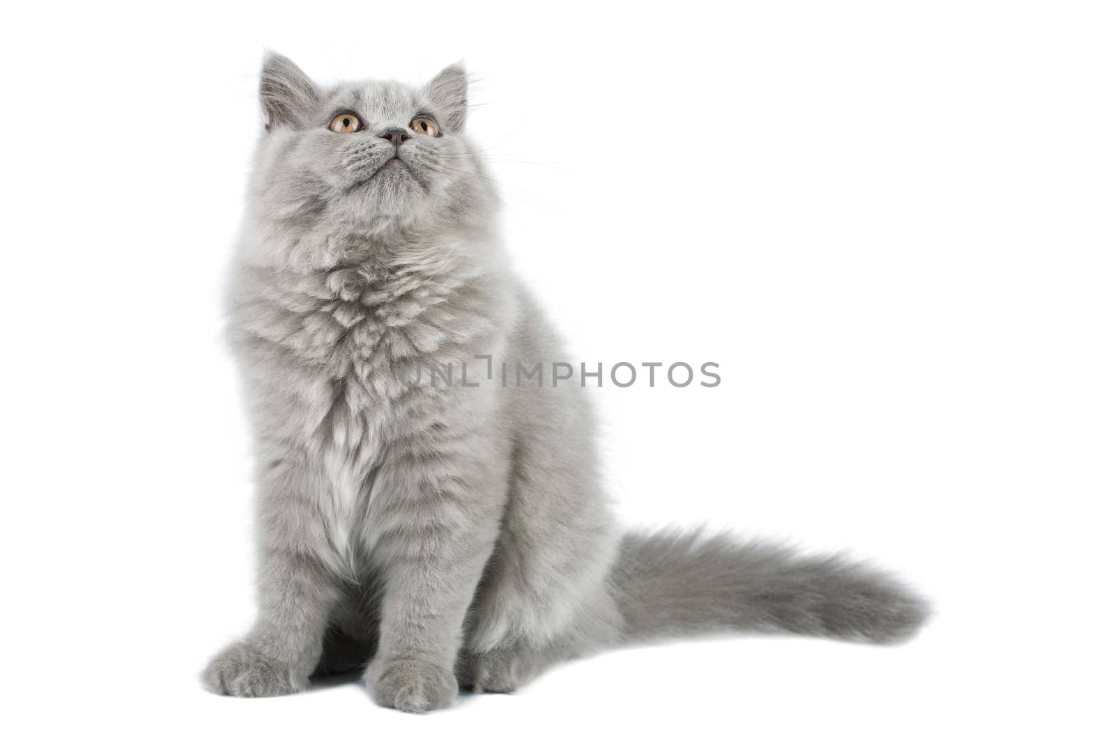 british kitten looking up isolated