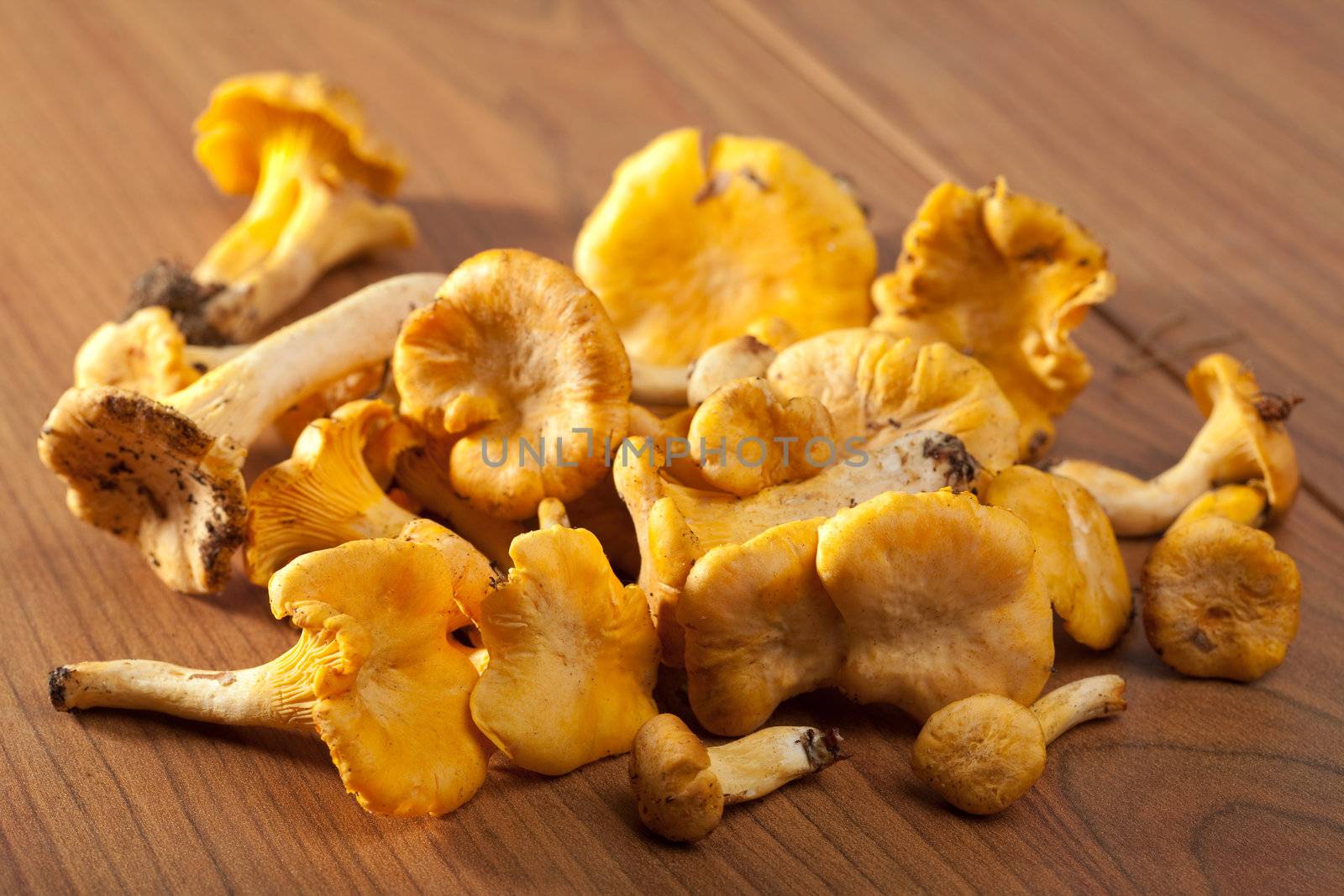 fresh chanterelle mushrooms 