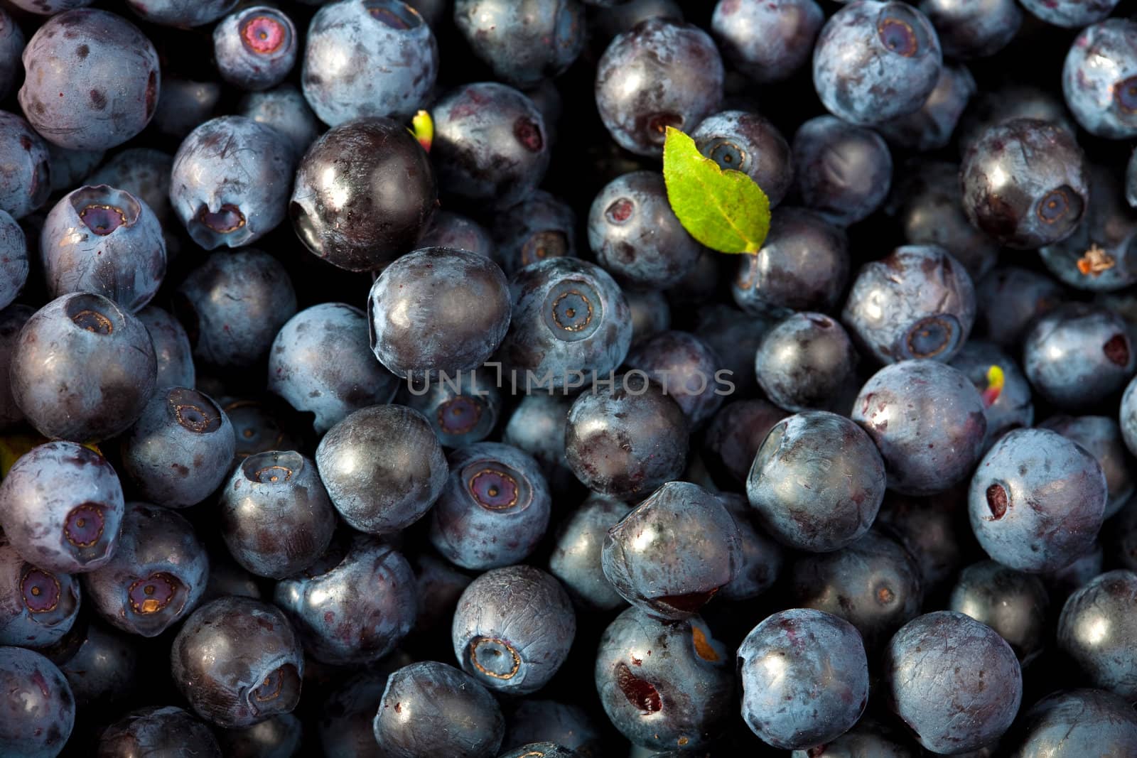 fresh blueberries background 