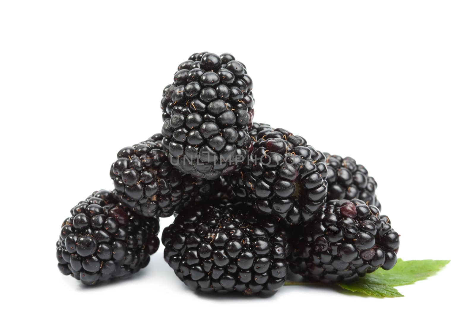 fresh blackberries isolated