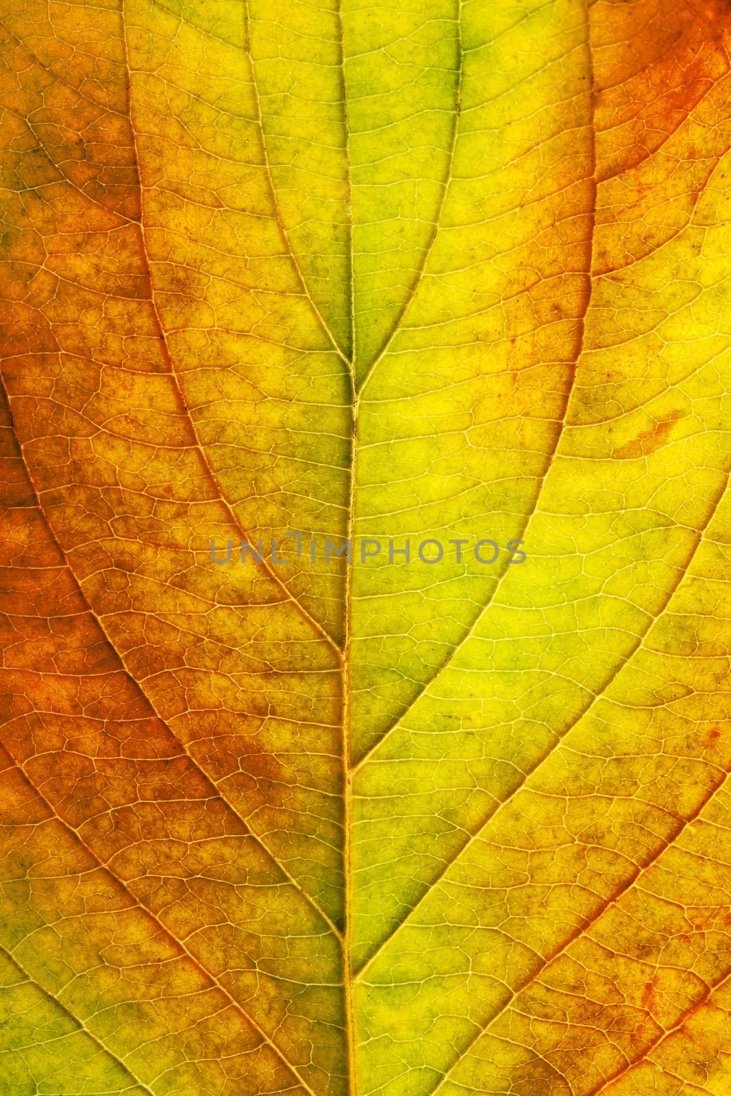 macro of autumn leaf 