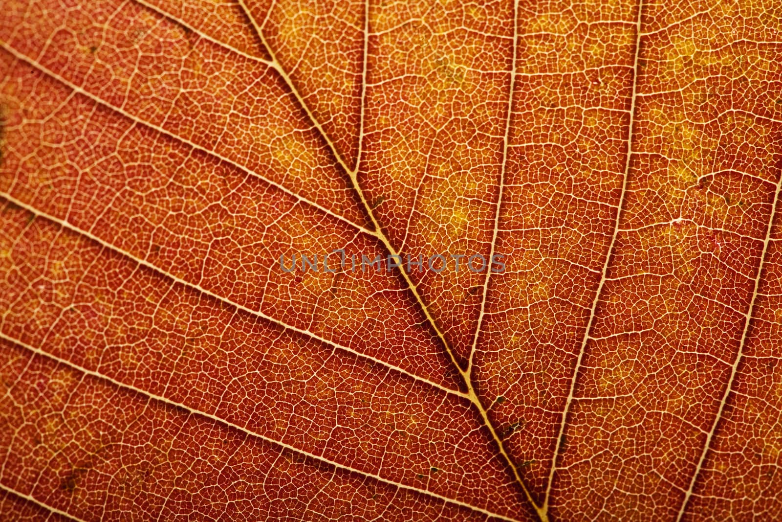 macro of autumn leaf