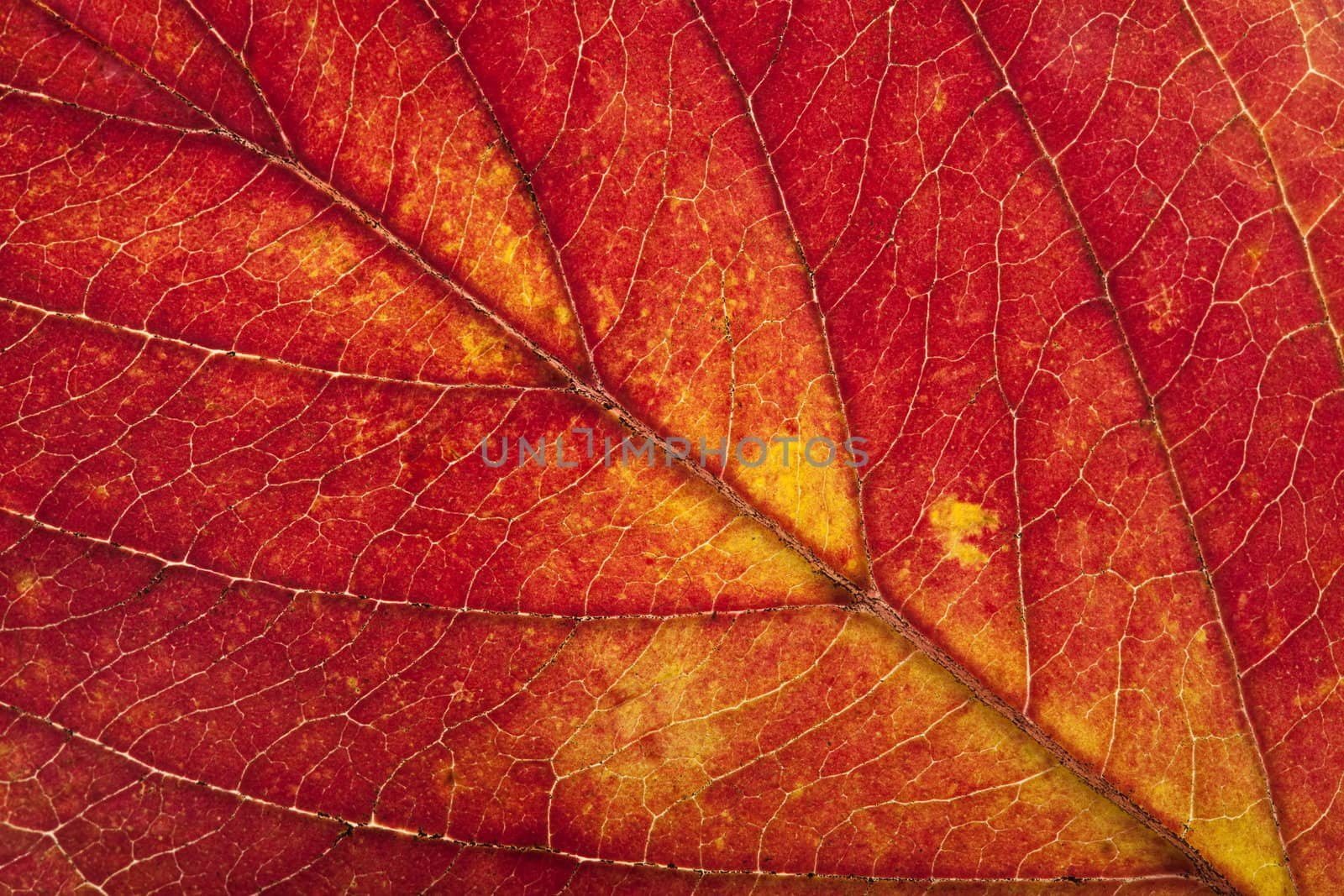 macro of autumn leaf 