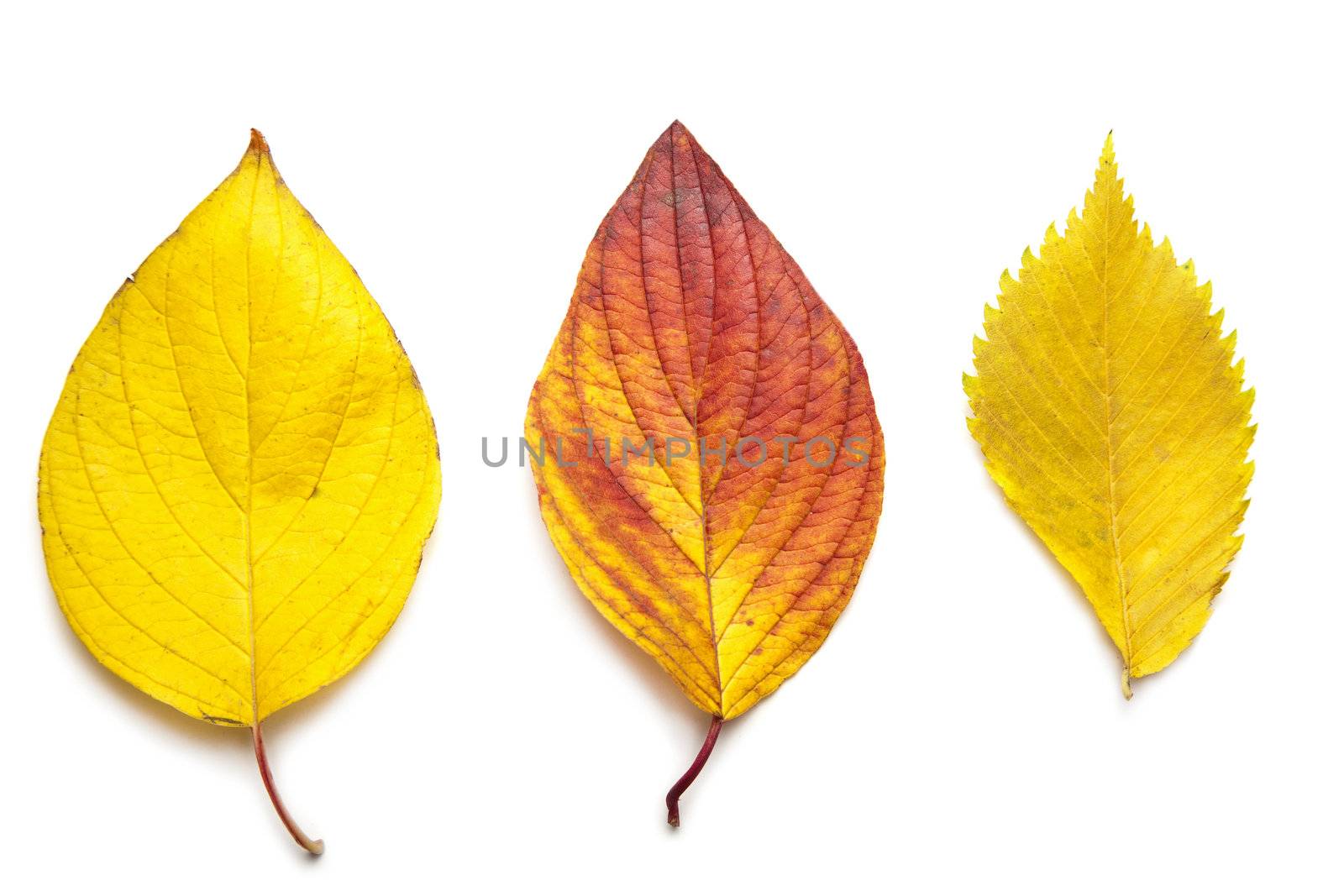 colorful autumn leaves isolated