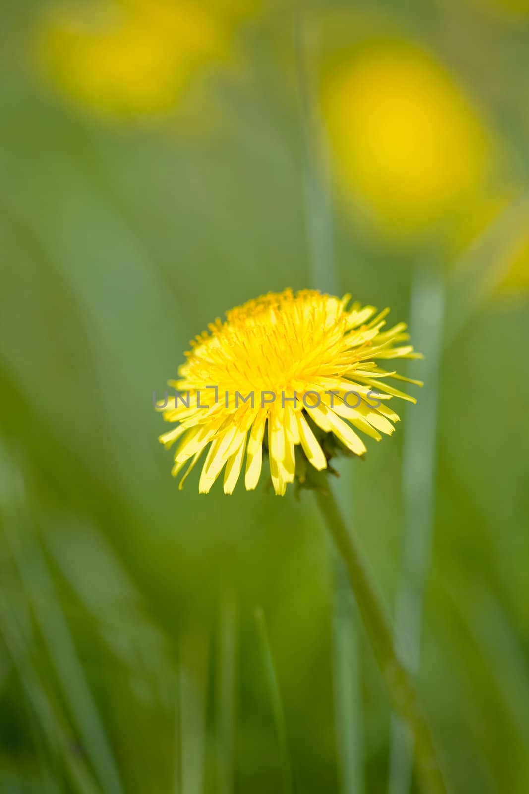 dandelions in the field
