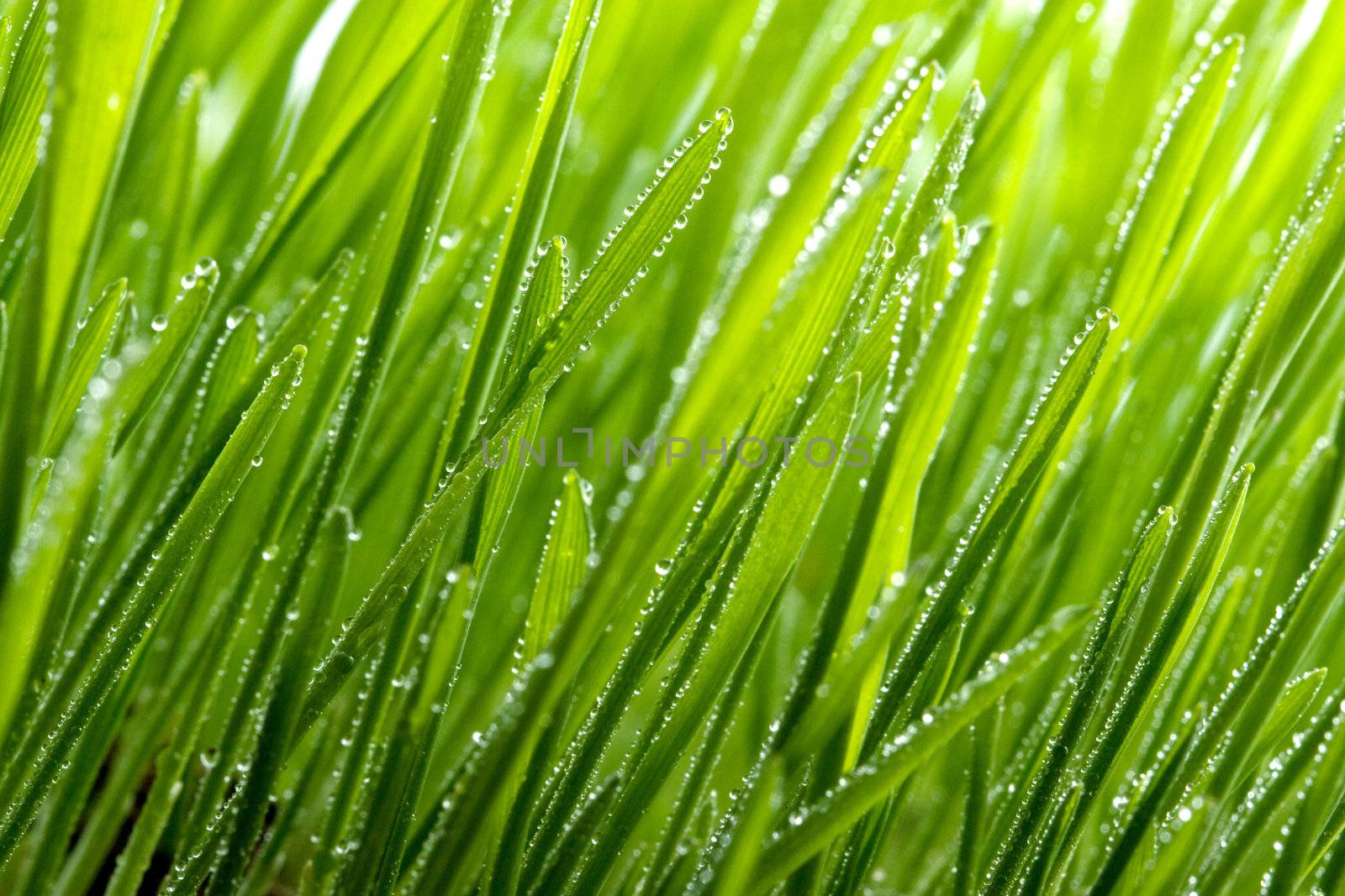 green grass with dew