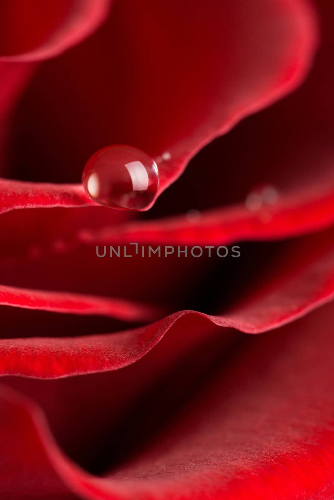 macro of red rose petals