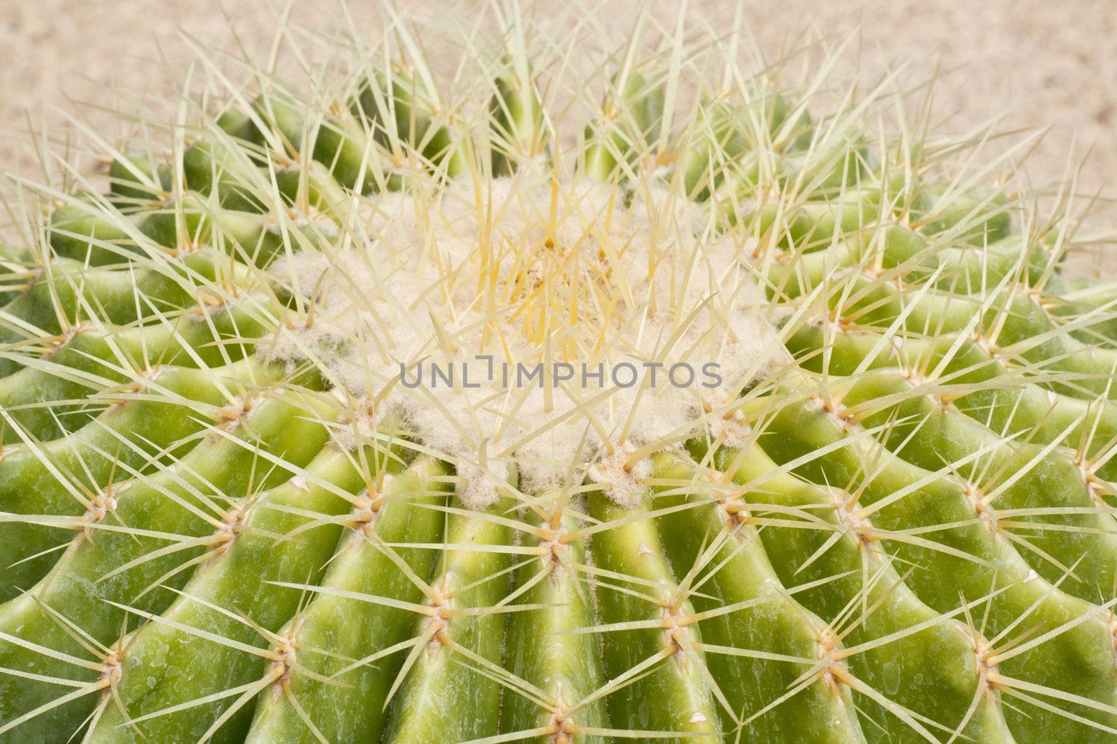 Cactus is a plant that needs very little water.