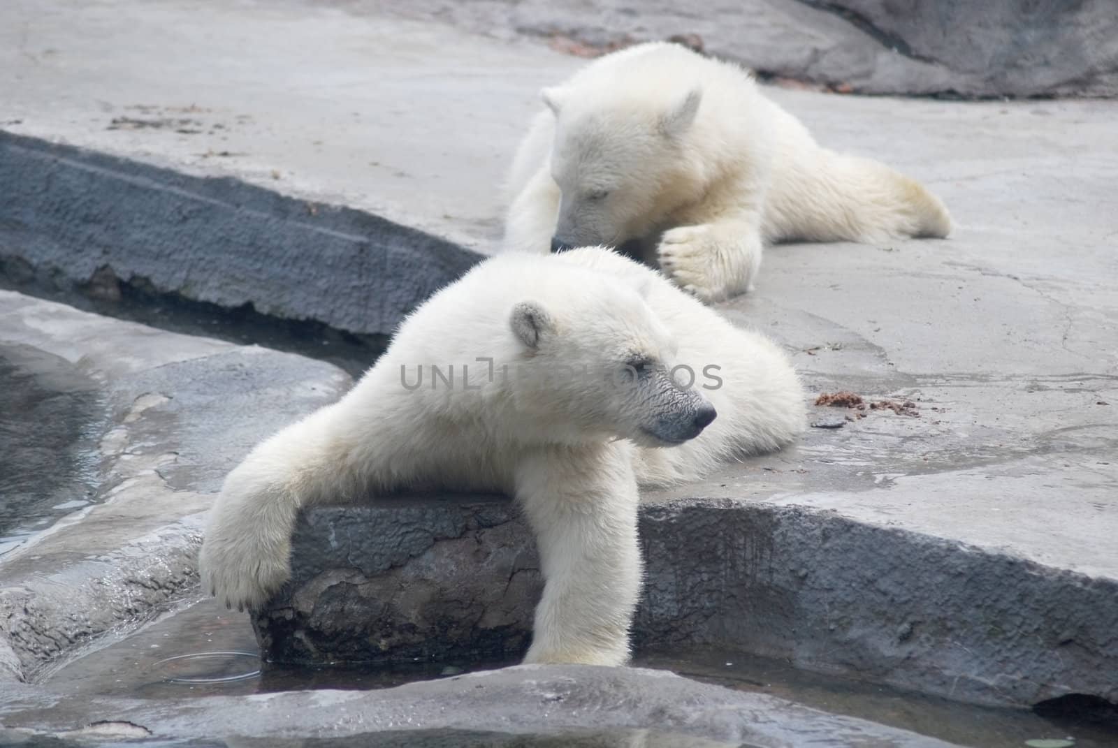 Two white bear cub lying on stones   by svtrotof