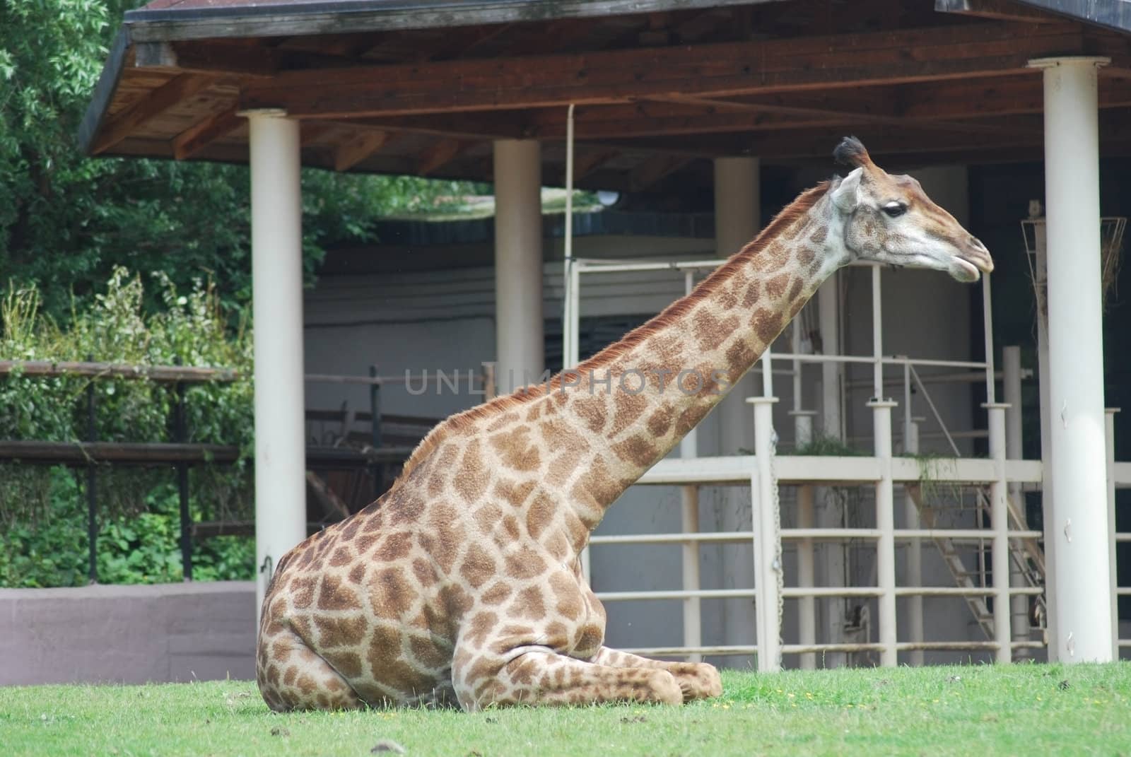 big spotty giraffe lying on a grass 