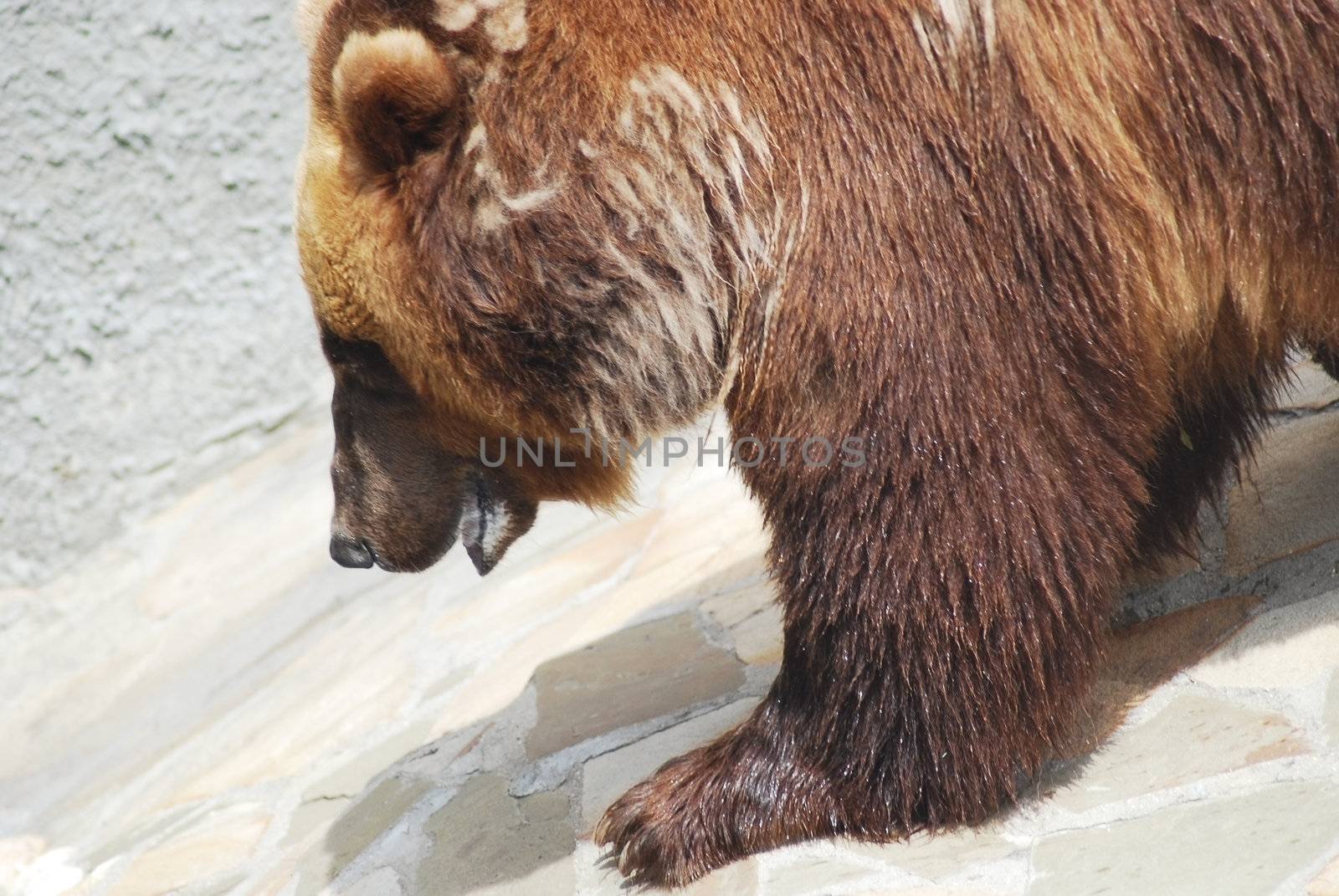 The brown bear close up, wild life 
