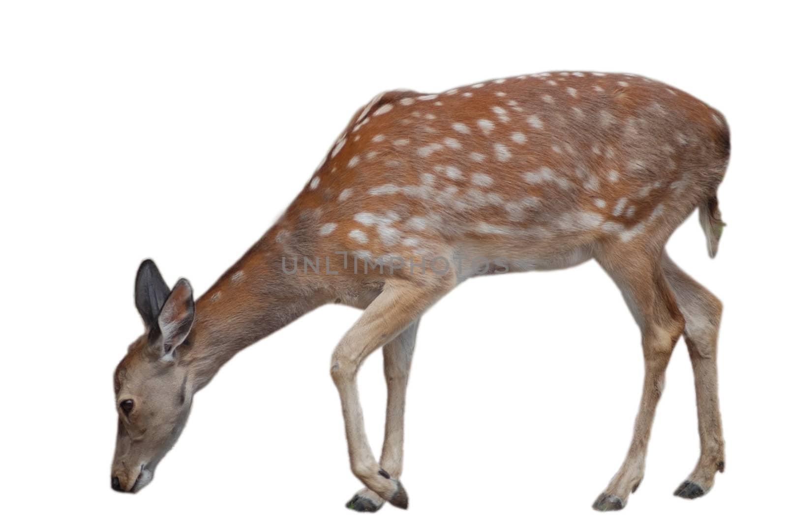 whitetail deer fawn isolated on white, wildlife