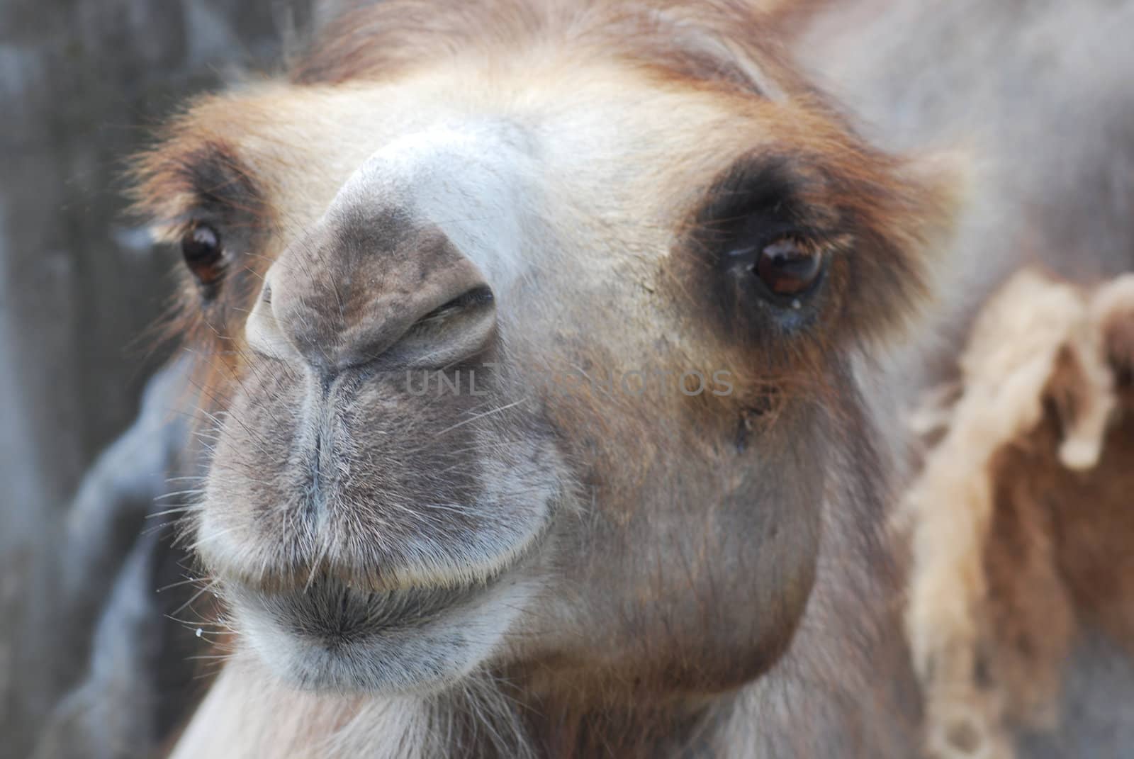 close-up of a camel face , desert transport  by svtrotof