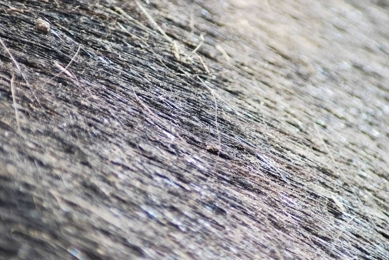 black horse skin and fur close up, nature texture  
