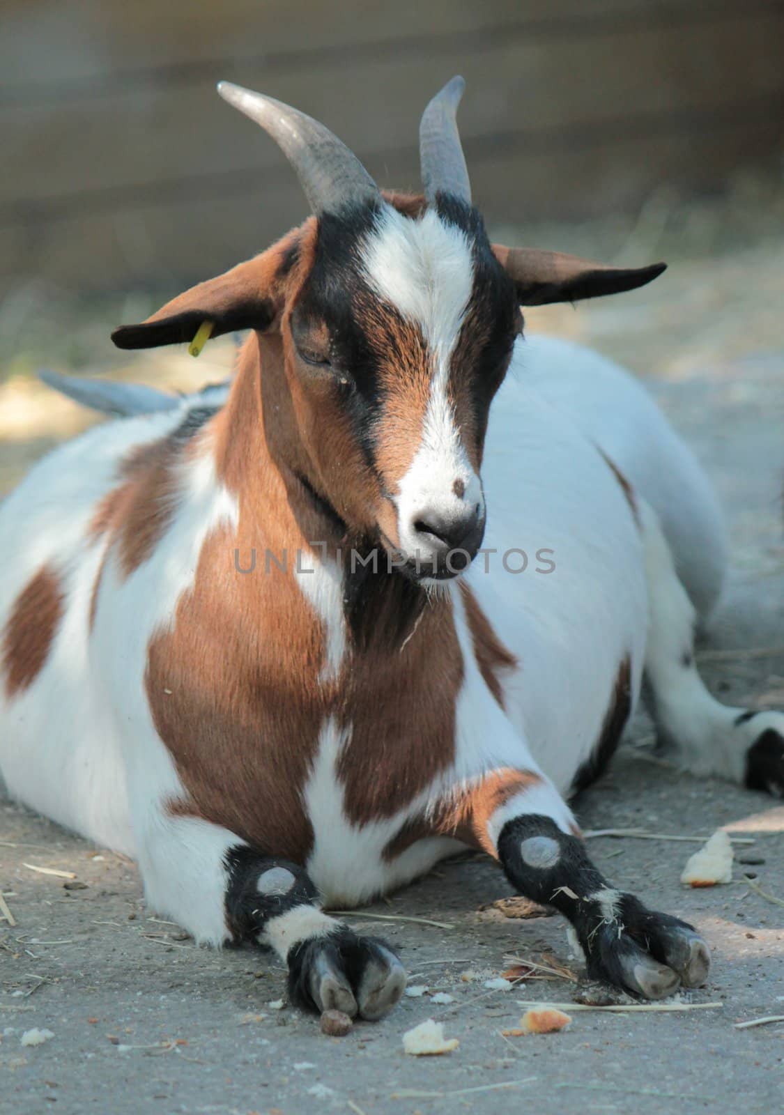 Quiet brown, black and white goat lying on the ground at shadow place at the farm