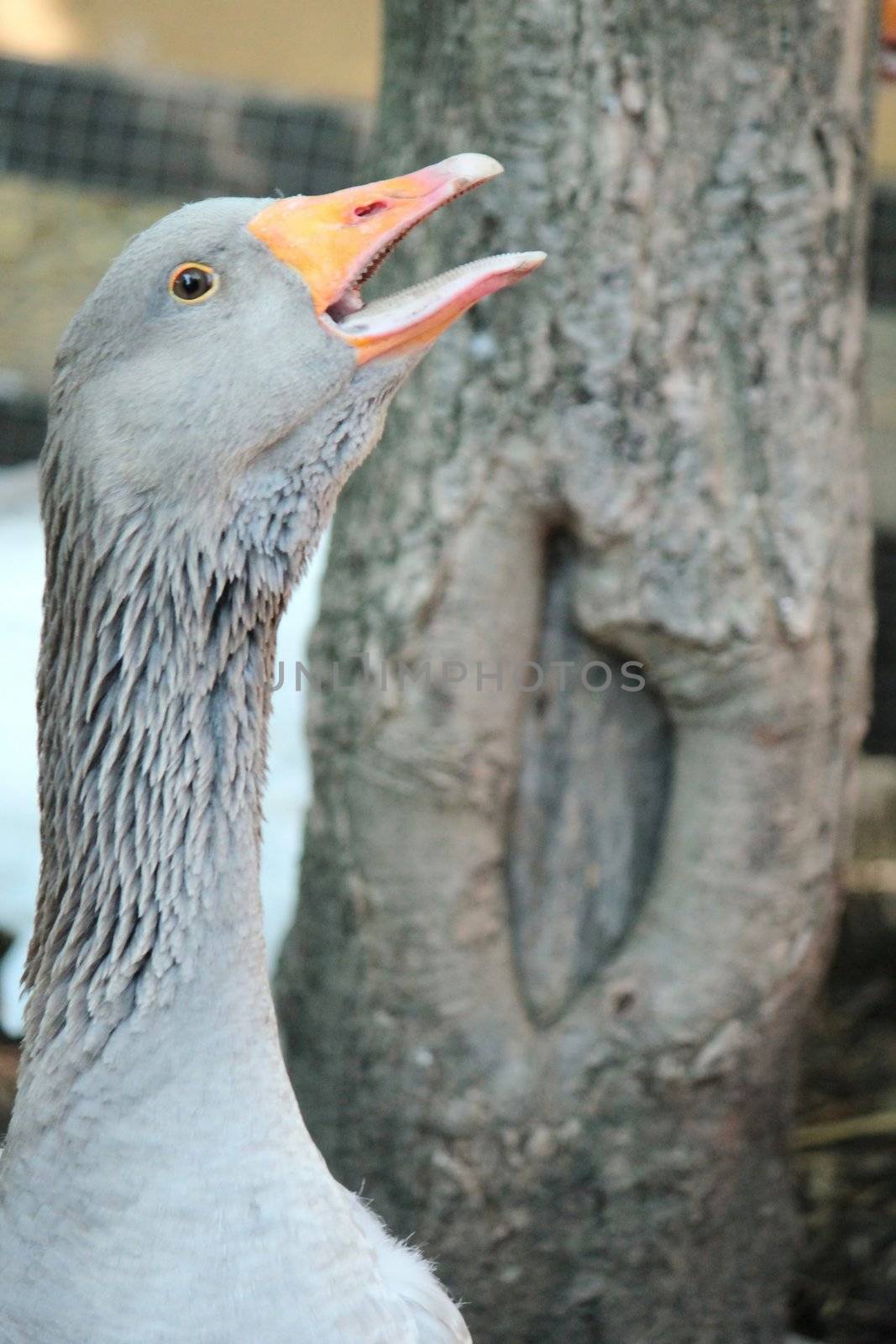 Portrait of a grey goose with open beak