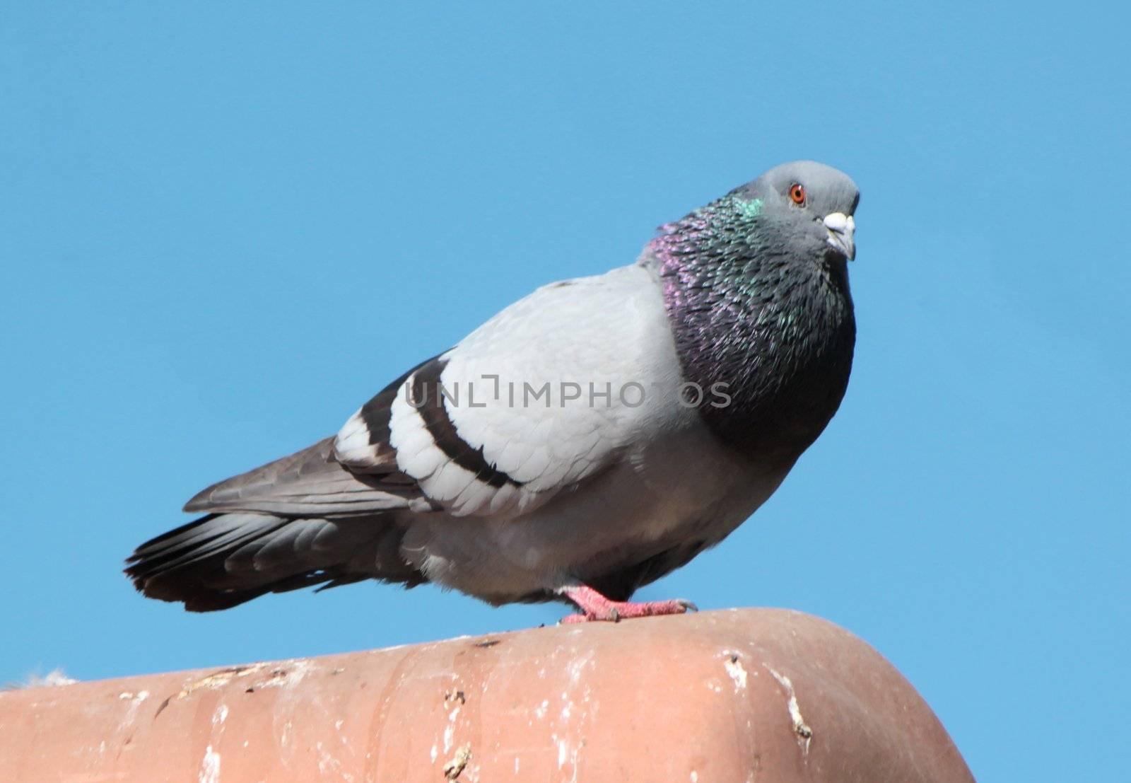 Grey pigeon standing on a red roof and blue sky