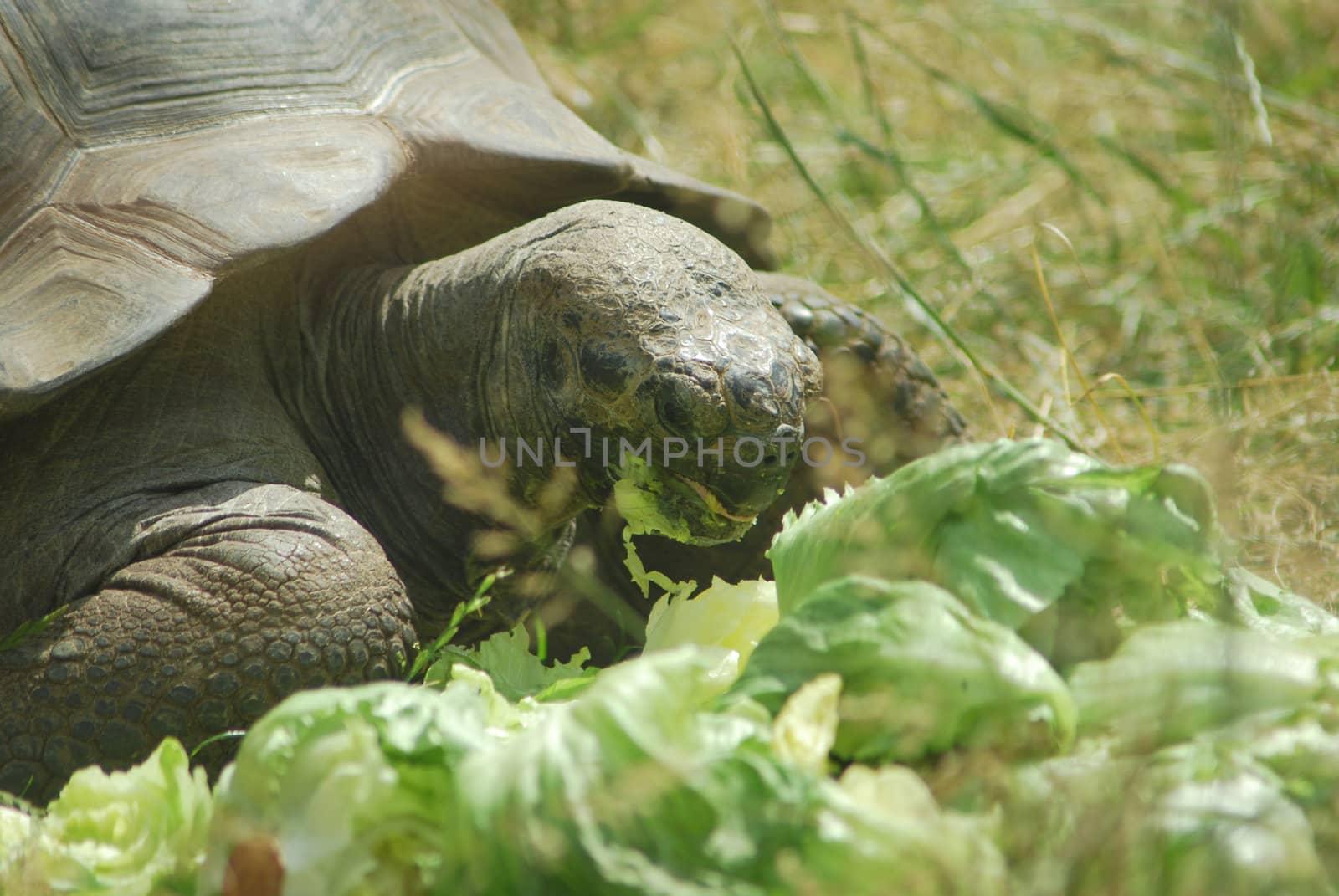 Big Seychelles turtle eating, Giant tortoise close up by svtrotof